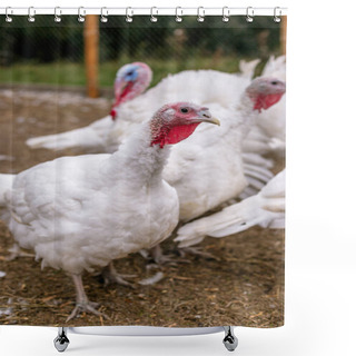 Personality  Breeding Turkeys On A Farm Shower Curtains