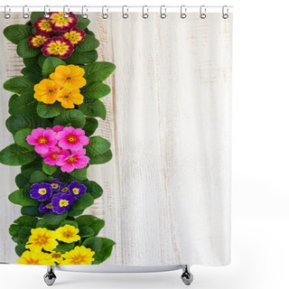 Personality  Colorful Primula Flowers In Pots Shower Curtains