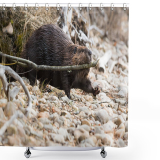 Personality  Wild Beaver, Animal. Nature, Fauna Shower Curtains