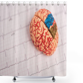 Personality  Selective Focus Of Brain Model With Colored Parts On Electrocardiogram Isolated On White Shower Curtains
