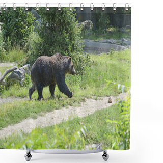 Personality  Grizzly Bear - Isolated Shower Curtains