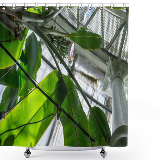 Personality  Low Angle View Of Branches Of Palm Tree With Leaves Against Ceiling In Botanical Garden  Shower Curtains