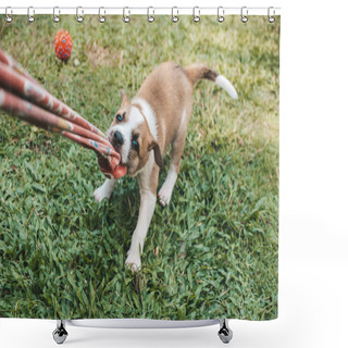 Personality  A One Month Puppy Plays Tug Of War With An Old Piece Of Cloth. Playtime Concept Outdoors. Shower Curtains