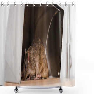 Personality  Panoramic Shot Of Small Rat In Bread Box In Kitchen  Shower Curtains