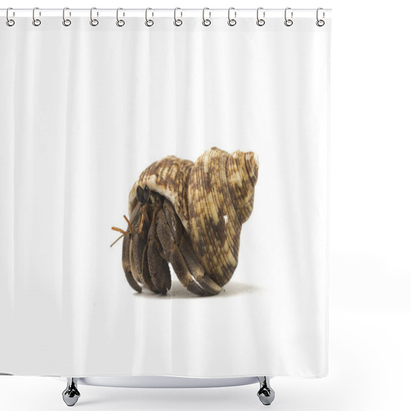 Personality  Hermit Crab Crawling On White Background  Shower Curtains