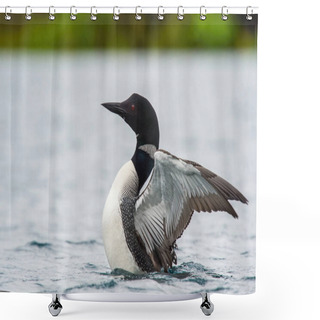 Personality  The Common Loon, Gavia Immer Is Floating On The Lake In Veidivotn, Iceland Shower Curtains