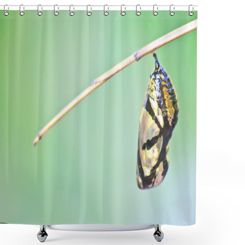 Personality  Beautiful Monarch Chrysalis Hanging On Branch Shower Curtains