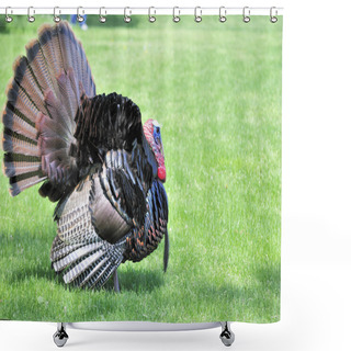 Personality  Wild Turkey (Meleagris Gallopavo) Shower Curtains
