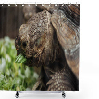 Personality  Close Up View Of Cute Turtle Eating Lettuce From Bowl Shower Curtains