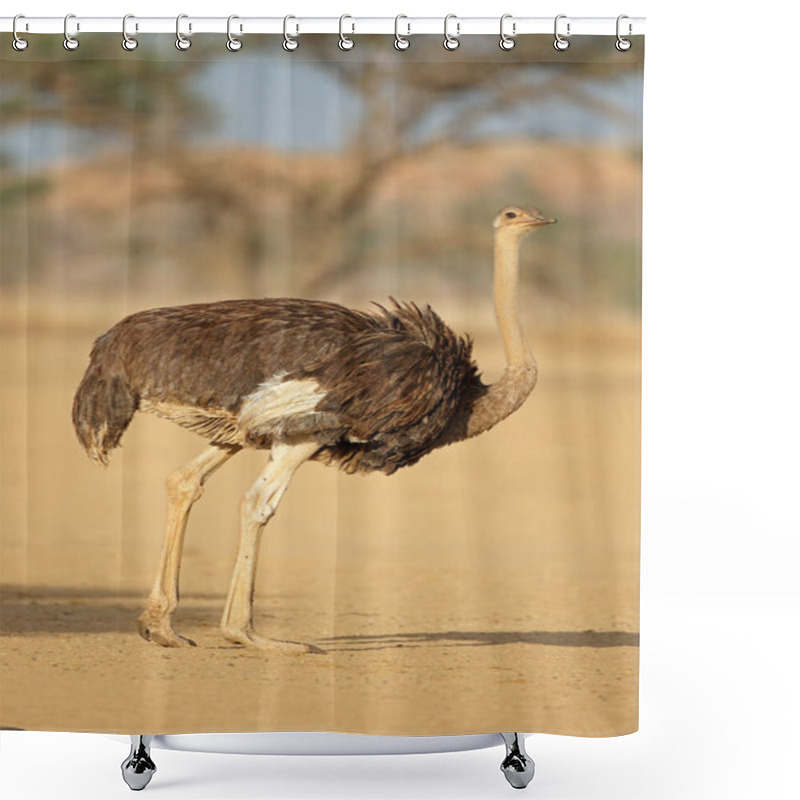 Personality  Female Ostrich In Natural Habitat Shower Curtains