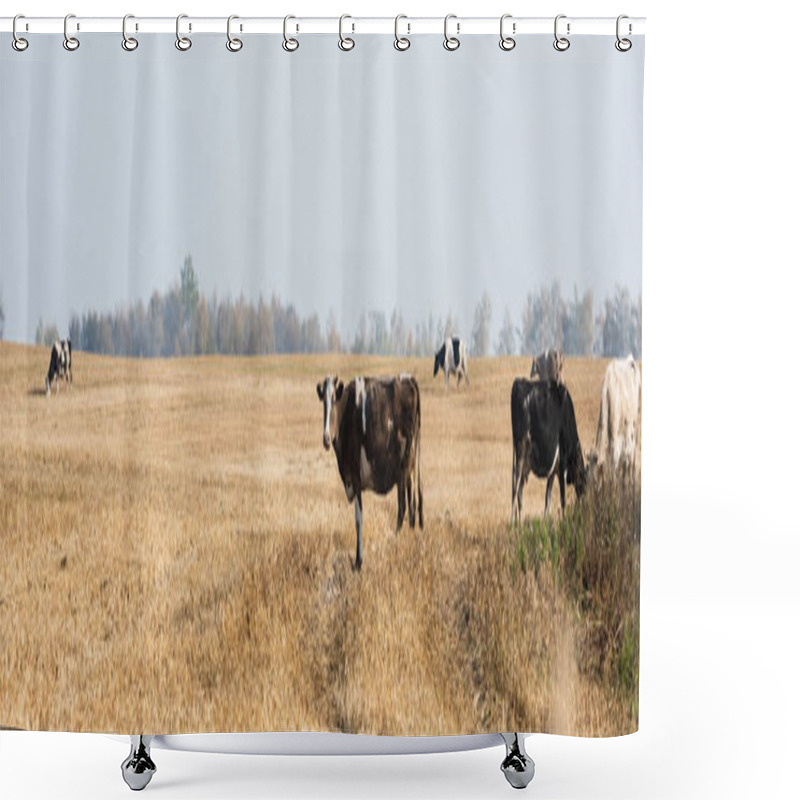 Personality  Panoramic Concept Of Herd Of Cows And Bulls Standing In Pasture  Shower Curtains