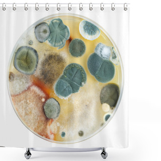 Personality  Petri Dish With Mold Shower Curtains