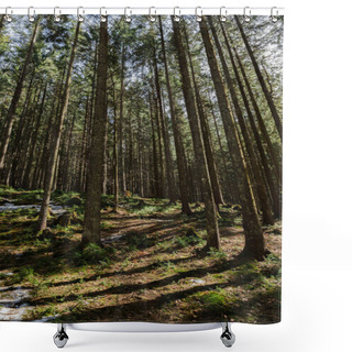 Personality  Sunlight On Meadow With Snow In Evergreen Forest  Shower Curtains