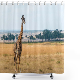 Personality  A Lonely Giraffe In Maasai Mara National Reserve, Kenya Shower Curtains
