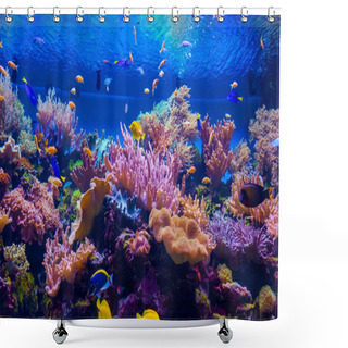 Personality  Tropical Fish On A Coral Reef Shower Curtains