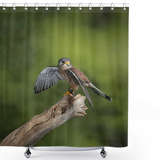 Personality  Stunning Portrait Of Kestrel Falco Tinnunculus In Studio Setting Shower Curtains