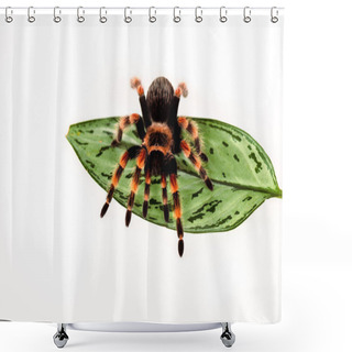 Personality  Black And Red Hairy Spider On Green Leaf Isolated On White Shower Curtains
