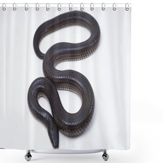 Personality  Xenopeltis Unicolor. Common Names: Sunbeam Snake Is A Non-venomous Sunbeam Snake Species Found In Southeast Asia And Some Regions Of Indonesia. Isolated On White Background Shower Curtains
