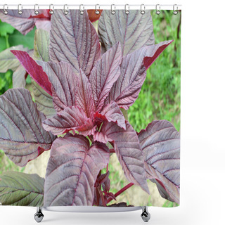 Personality  Amaranth Grows In The Garden In Summer Shower Curtains
