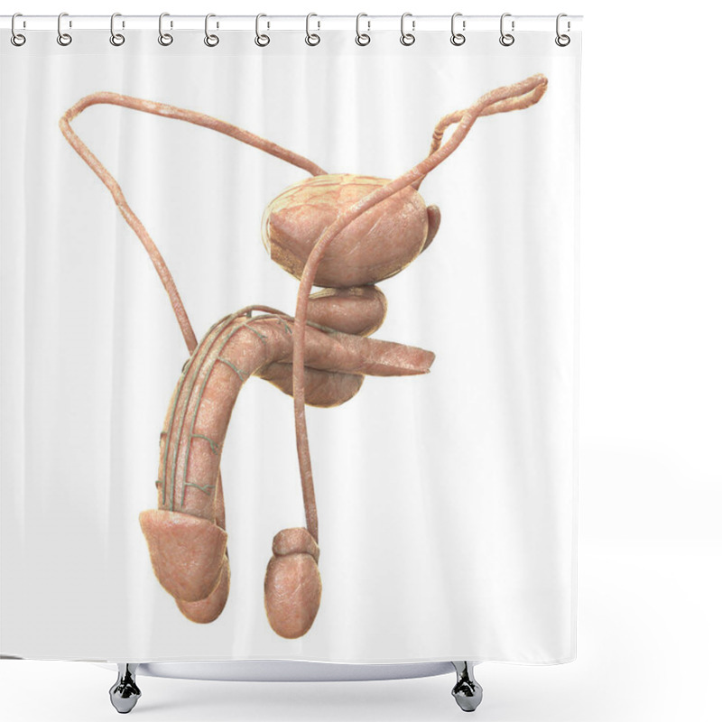 Personality  Male Urinary System Kidneys With Bladder Anatomy. 3D Shower Curtains