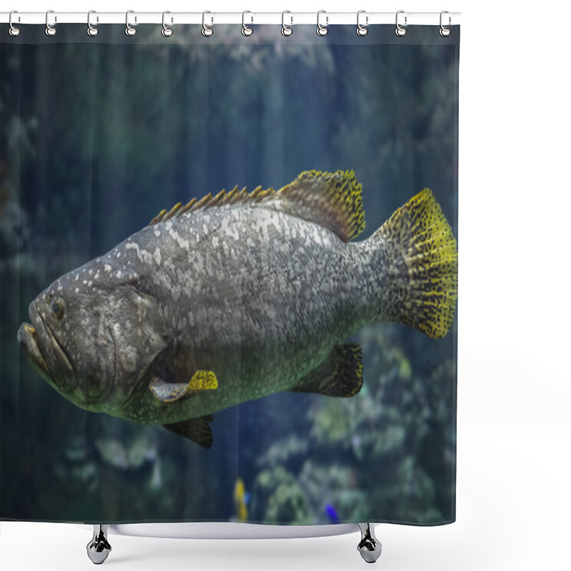 Personality  Giant Spotted Grouper Fish Shower Curtains