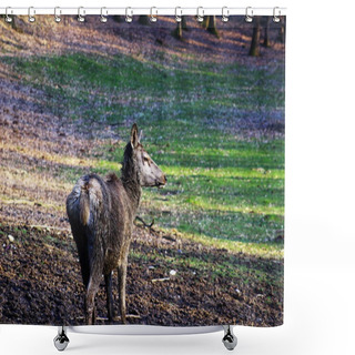 Personality  Deer In Forest Shower Curtains