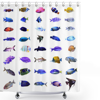 Personality  Set Of Different Bright Tropical Fishes On White Background Shower Curtains