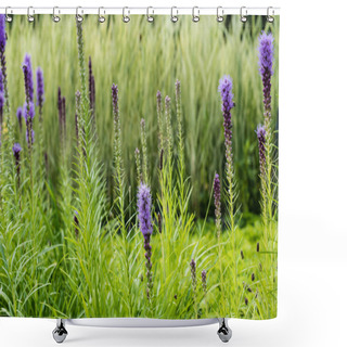 Personality  Selective Focus Of Blooming Purple Lupines In Green Grass  Shower Curtains