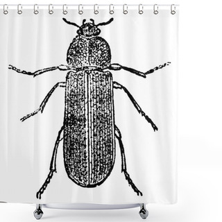 Personality  Cis Beetle, Vintage Engraving. Shower Curtains