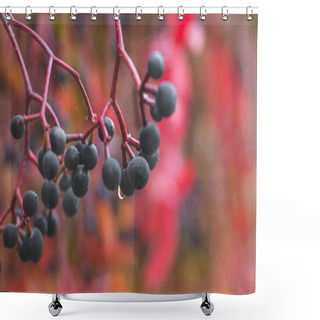 Personality  Autumnal View Of Ivy Blue Berries And Red Foliage. Shower Curtains