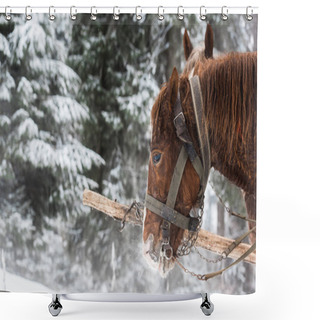 Personality  Horses With Horse Harness In Snowy Mountains With Pine Trees Shower Curtains