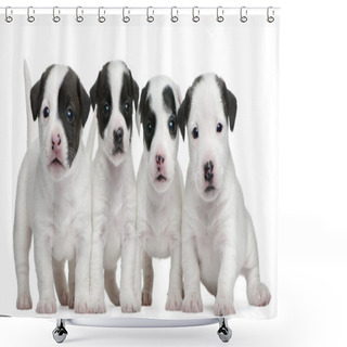 Personality  Jack Russell Terrier Puppies, 5 Weeks Old, In Front Of White Background Shower Curtains