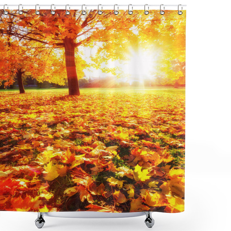 Personality  Sunny Autumn Maples In The Park Shower Curtains