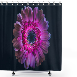 Personality  Top View Of Gerbera Flower With Purple Petals, Isolated On Black Shower Curtains