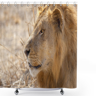 Personality  Wild Lion Shower Curtains