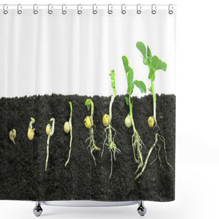Personality  Germinating Pea Seeds Shower Curtains