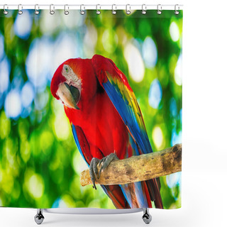 Personality  Red Ara Parrot Outdoor Shower Curtains