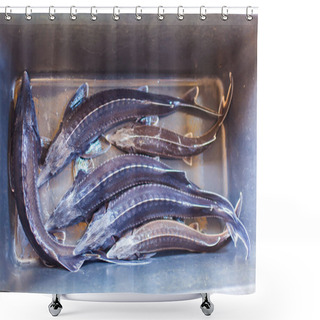 Personality  Top View Of Sturgeon In A Container Caught On A Fish Farm Shower Curtains