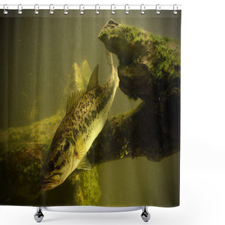 Personality  Fishing For Largemouth Bass Fish Shower Curtains