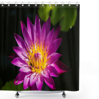Personality   Lotus Flower  Purpl Shower Curtains