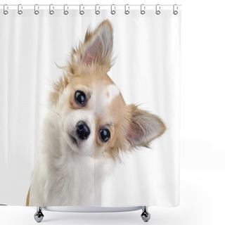 Personality  Chihuahua Dog Tilting Head Shower Curtains