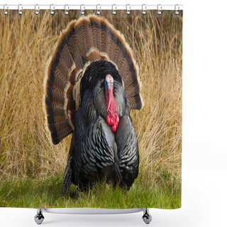 Personality  Turkey Tom Shower Curtains