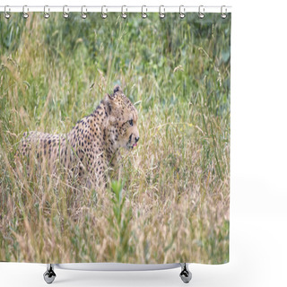 Personality  Cheetah, Acinonyx Jubatus Is A Large Cat Of The Subfamily Felinae, The Fastest Land Animal Shower Curtains