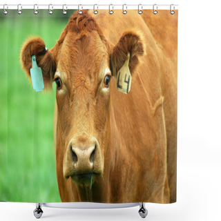 Personality  Portrait Of Brown Cow With Two Ear Tags Shower Curtains