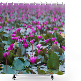 Personality  Red Lotus Blooming Field Shower Curtains