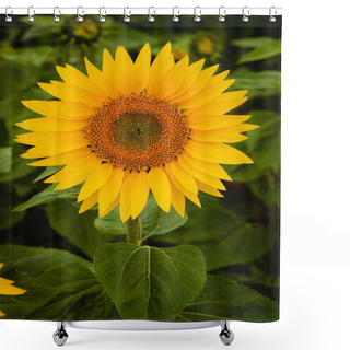 Personality  Pretty Yellow Sunflower Shower Curtains