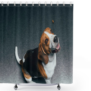 Personality  Adorable Beagle Dog Sitting On Floor And Looking Up Shower Curtains