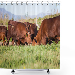 Personality  Cows Grazing Grass Shower Curtains
