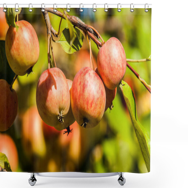 Personality  Crabapple And Wild Apple. Malus  Is A Genus Of About Species Of Small Deciduous Apple Trees Or Shrubs In The Family Rosaceae Shower Curtains