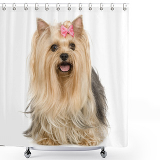 Personality  Yorkshire Terrier (6 Years) Shower Curtains